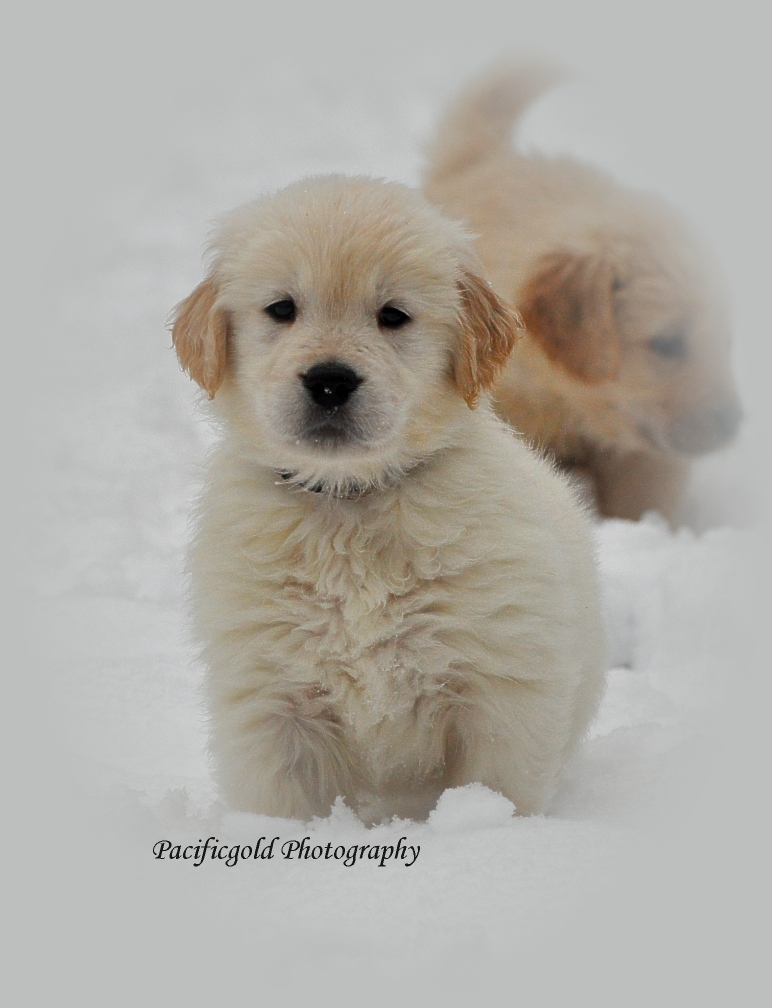 snow pups 7